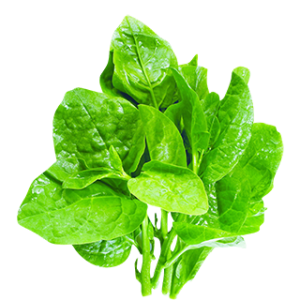 Spinach PNG-79144